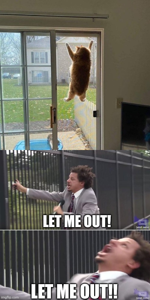 KITTY WANTS OUT | LET ME OUT! LET ME OUT!! | image tagged in eric andre let me in blank,cats,funny cats | made w/ Imgflip meme maker