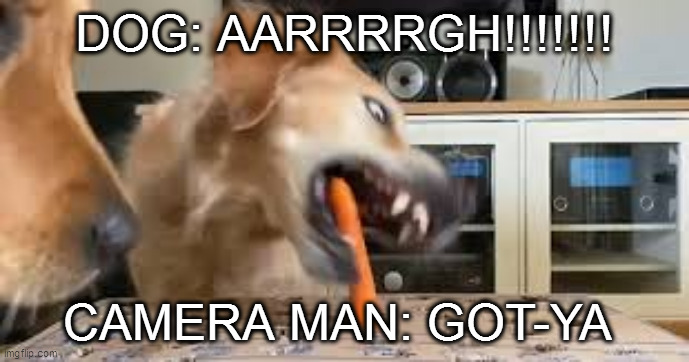 go and get it!! | DOG: AARRRRGH!!!!!!! CAMERA MAN: GOT-YA | image tagged in funny memes,random,funny,dogs,funny dogs,weird | made w/ Imgflip meme maker