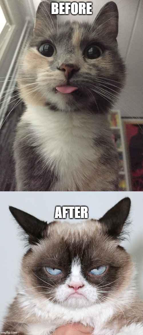 age change | BEFORE; AFTER | image tagged in grumpy cat,cute cat | made w/ Imgflip meme maker