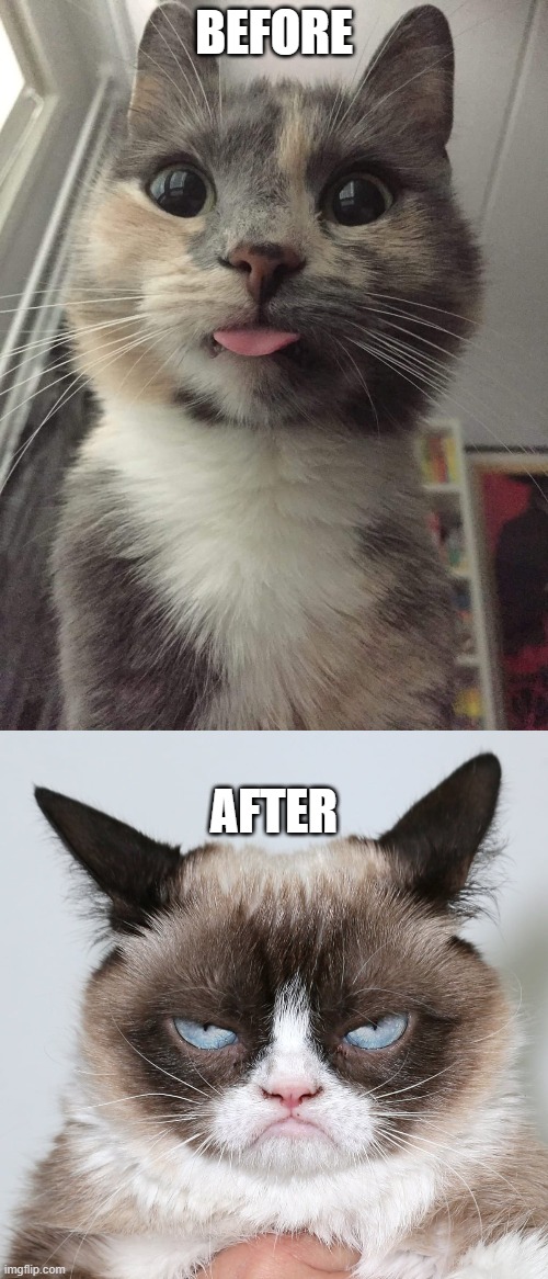 grumpy cat meme generator