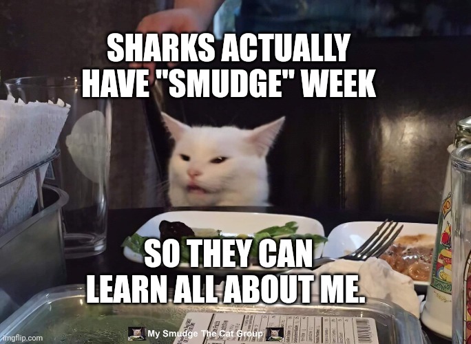 SHARKS ACTUALLY HAVE "SMUDGE" WEEK; SO THEY CAN LEARN ALL ABOUT ME. | image tagged in smudge the cat | made w/ Imgflip meme maker