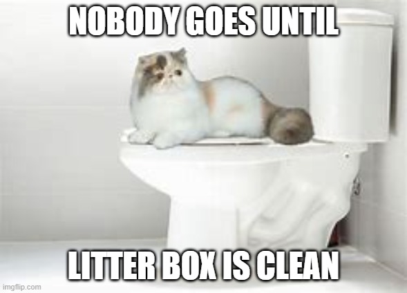 toilet cat | NOBODY GOES UNTIL; LITTER BOX IS CLEAN | image tagged in toilet,cat | made w/ Imgflip meme maker
