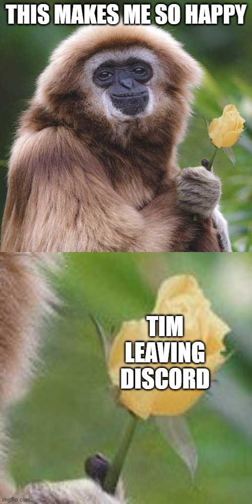 smiling monkey |  THIS MAKES ME SO HAPPY; TIM LEAVING DISCORD | image tagged in monkey,smiling,happy,i hate you | made w/ Imgflip meme maker