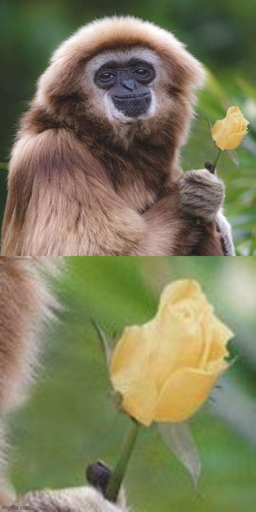 happy monkey | image tagged in monkey,i hate you,happy | made w/ Imgflip meme maker