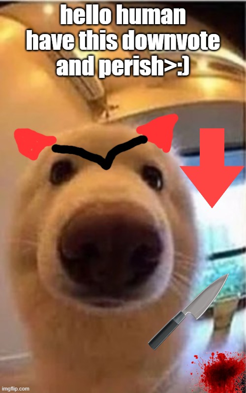 evil dog | hello human have this downvote and perish>:) | image tagged in evil | made w/ Imgflip meme maker