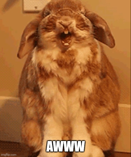 Happy bunny | AWWW | image tagged in happy bunny | made w/ Imgflip meme maker