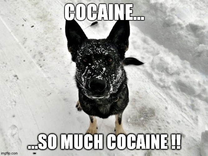 cocaine so much cocaine | COCAINE... ...SO MUCH COCAINE !! | image tagged in cocaine so much cocaine dog,cocaine dog,police dog,cocaine snow dog,cocaine so much cocaine,cocaine snow | made w/ Imgflip meme maker