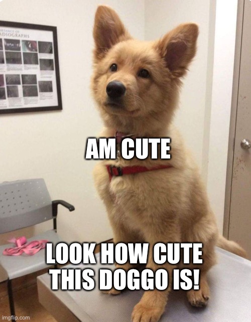 This isn’t gaming but I love this | AM CUTE; LOOK HOW CUTE THIS DOGGO IS! | image tagged in cute dogggo | made w/ Imgflip meme maker