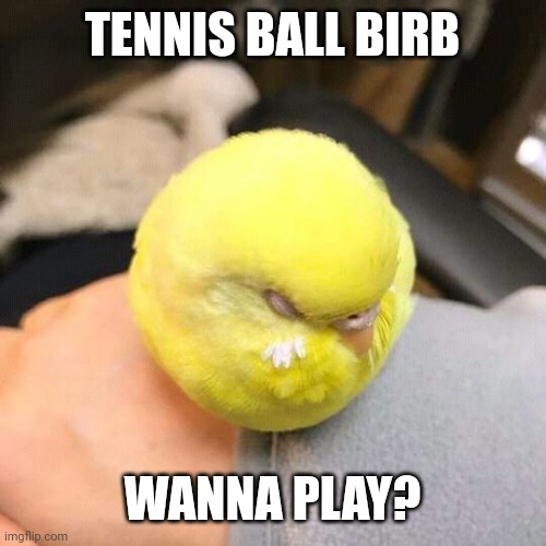 Tennis ball birb |  TENNIS BALL BIRB; WANNA PLAY? | image tagged in tennis ball birb,aww,budgie,birb,tennis,ball birb | made w/ Imgflip meme maker
