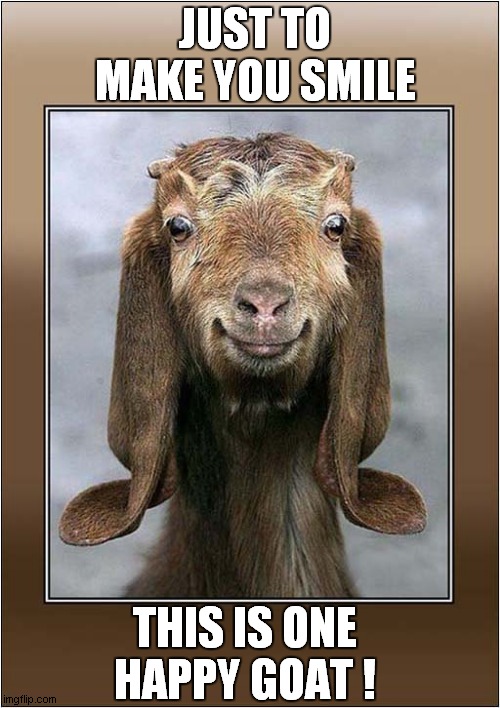 Smile | JUST TO MAKE YOU SMILE; THIS IS ONE HAPPY GOAT ! | image tagged in goat,happiness,smile | made w/ Imgflip meme maker