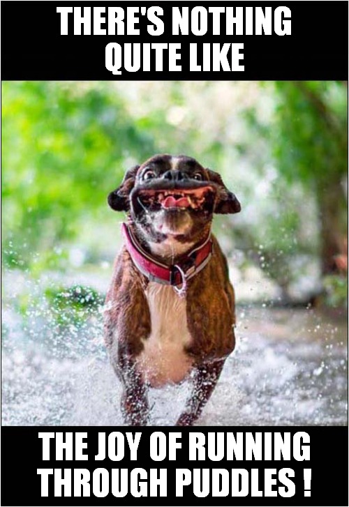 That's One Happy Dog ! | THERE'S NOTHING
QUITE LIKE; THE JOY OF RUNNING THROUGH PUDDLES ! | image tagged in dogs,running,puddles | made w/ Imgflip meme maker