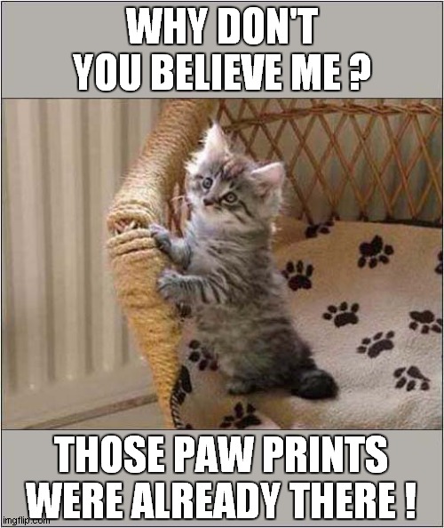 That Kitten Is Innocent ! | WHY DON'T YOU BELIEVE ME ? THOSE PAW PRINTS WERE ALREADY THERE ! | image tagged in cats,kitten,allegation,innocent | made w/ Imgflip meme maker