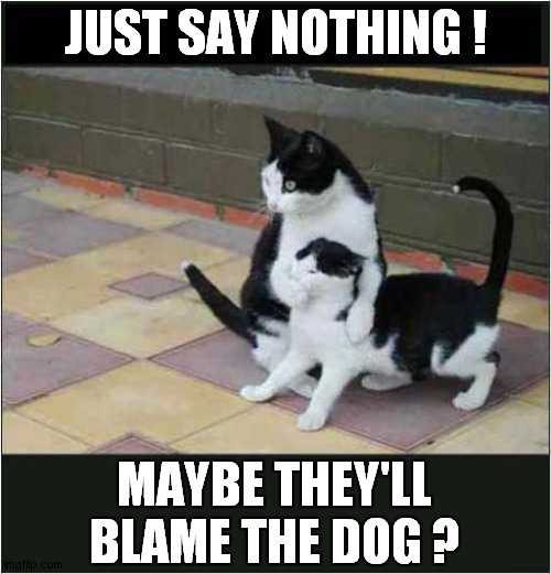I Wonder What They Did ? | JUST SAY NOTHING ! MAYBE THEY'LL BLAME THE DOG ? | image tagged in cats,blame,dogs | made w/ Imgflip meme maker