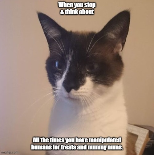 When you stop and think about ... |  When you stop & think about; All the times you have manipulated humans for treats and nummy nums. | image tagged in handsome cat,kitty,treats,nummy nums,think about | made w/ Imgflip meme maker