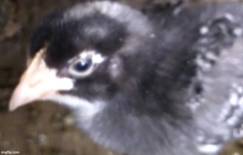 Morning | made w/ Imgflip meme maker