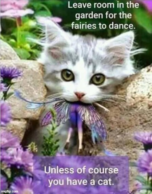 Cats like fairies ! | image tagged in tasty | made w/ Imgflip meme maker