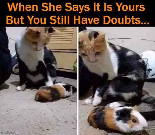 Doubting Thomas or Realist? | When She Says It Is Yours 
But You Still Have Doubts... | image tagged in funny,fun,imgflip humor,lol,funny cat | made w/ Imgflip meme maker