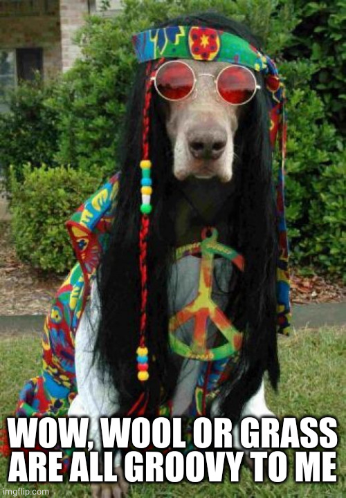 Hippie dog  | WOW, WOOL OR GRASS ARE ALL GROOVY TO ME | image tagged in hippie dog | made w/ Imgflip meme maker