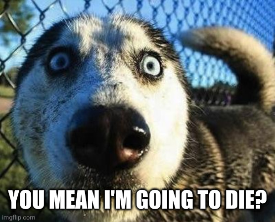 Scared dog | YOU MEAN I'M GOING TO DIE? | image tagged in scared dog | made w/ Imgflip meme maker