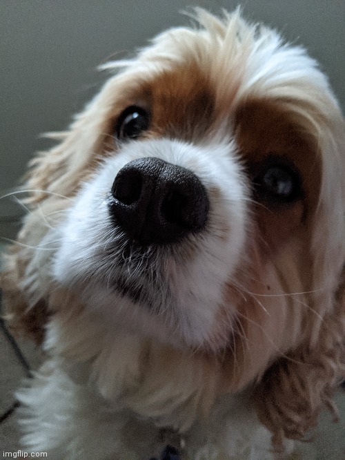 HE'S SO CUTE | made w/ Imgflip meme maker