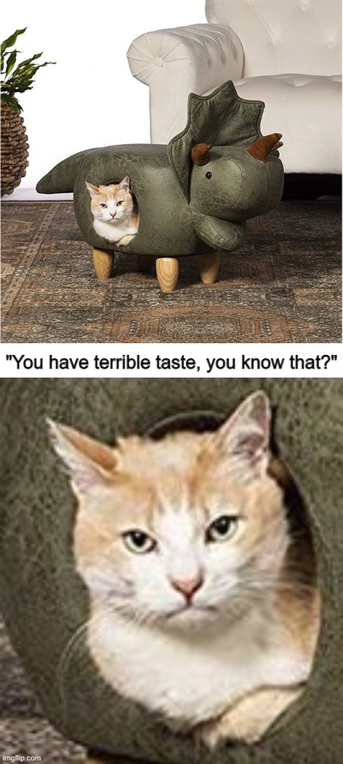 "You have terrible taste, you know that?" | image tagged in cat,cats,memes,funny memes | made w/ Imgflip meme maker