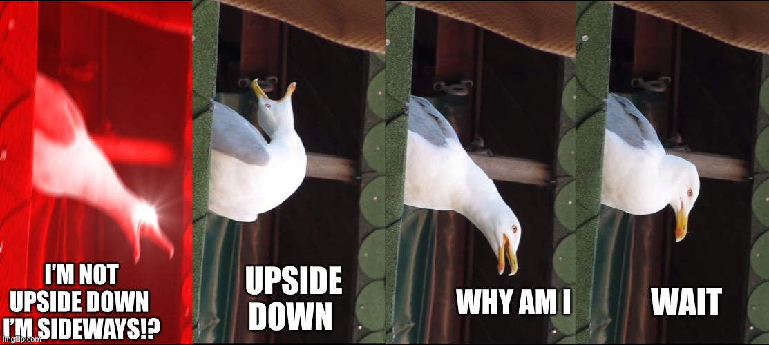 Inhaling Seagull | UPSIDE DOWN; WHY AM I; WAIT; I’M NOT UPSIDE DOWN  I’M SIDEWAYS!? | image tagged in memes,inhaling seagull | made w/ Imgflip meme maker