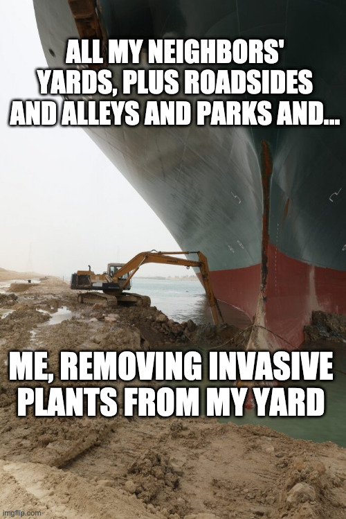 Invasive plant battles | ALL MY NEIGHBORS' YARDS, PLUS ROADSIDES AND ALLEYS AND PARKS AND... ME, REMOVING INVASIVE PLANTS FROM MY YARD | image tagged in cargo ship stuck | made w/ Imgflip meme maker