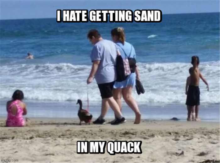 image tagged in ducks | made w/ Imgflip meme maker