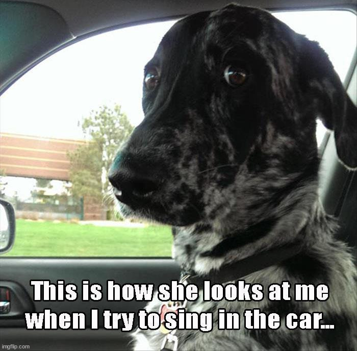 image tagged in dogs | made w/ Imgflip meme maker