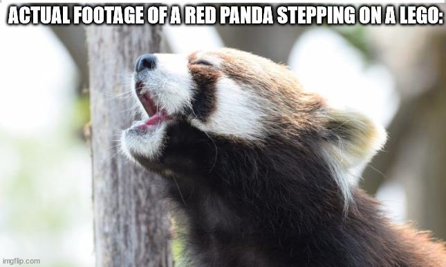 Stepping on a lego |  ACTUAL FOOTAGE OF A RED PANDA STEPPING ON A LEGO: | image tagged in memes,red panda,stepping on a lego,stop reading the tags,stop,oh wow are you actually reading these tags | made w/ Imgflip meme maker