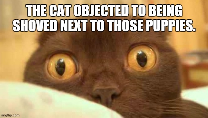 scaredy cat | THE CAT OBJECTED TO BEING SHOVED NEXT TO THOSE PUPPIES. | image tagged in scaredy cat | made w/ Imgflip meme maker