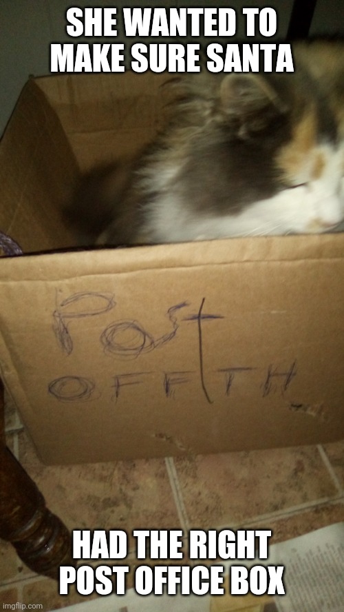 Patch n a half | SHE WANTED TO MAKE SURE SANTA; HAD THE RIGHT POST OFFICE BOX | image tagged in funny cats | made w/ Imgflip meme maker