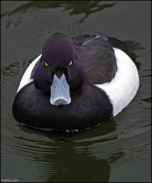 Angry duck | image tagged in angry duck | made w/ Imgflip meme maker