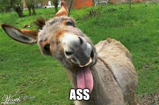 Laughing Donkey | ASS | image tagged in laughing donkey | made w/ Imgflip meme maker