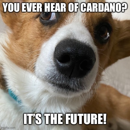 YOU EVER HEAR OF CARDANO? IT’S THE FUTURE! | made w/ Imgflip meme maker