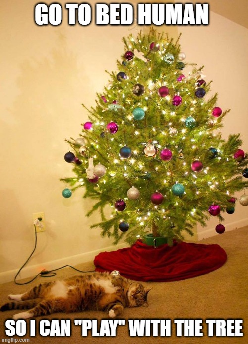 THAT TREE IS DONE FOR | GO TO BED HUMAN; SO I CAN "PLAY" WITH THE TREE | image tagged in cats,funny cats,christmas tree | made w/ Imgflip meme maker