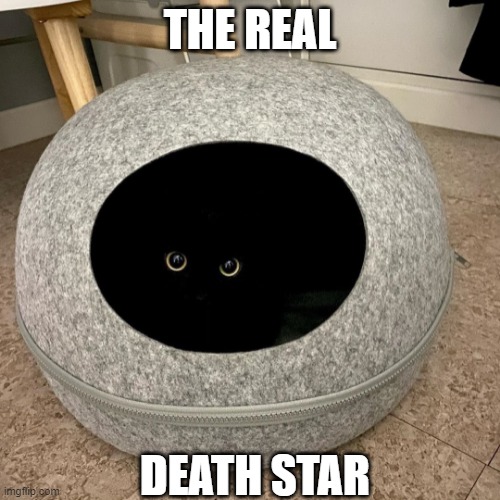 DONT PUT YOUR HAND IN THERE | THE REAL; DEATH STAR | image tagged in cats,funny cats,death star,star wars | made w/ Imgflip meme maker