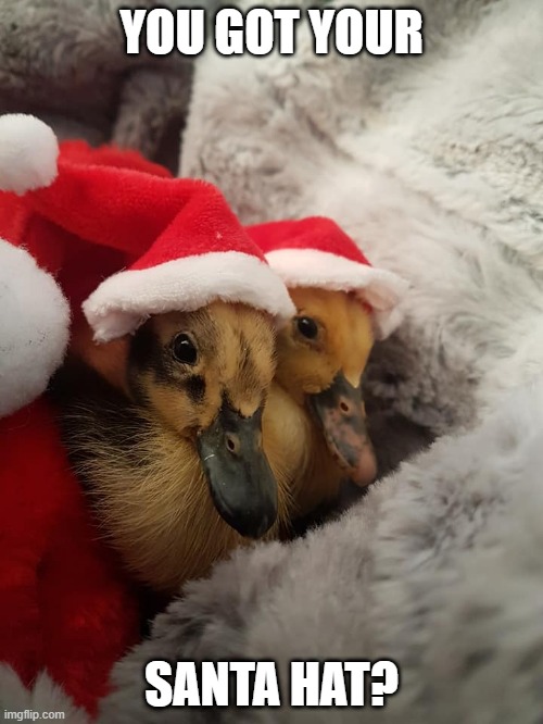 TISS THE SEASON | YOU GOT YOUR; SANTA HAT? | image tagged in duck,ducks,duckling,santa | made w/ Imgflip meme maker