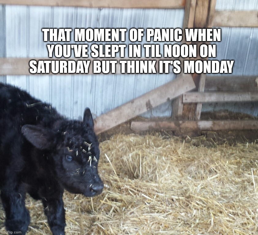 Mornings | THAT MOMENT OF PANIC WHEN YOU'VE SLEPT IN TIL NOON ON SATURDAY BUT THINK IT'S MONDAY | image tagged in monday mornings,mornings,sleep,saturday,panic attack,panic | made w/ Imgflip meme maker