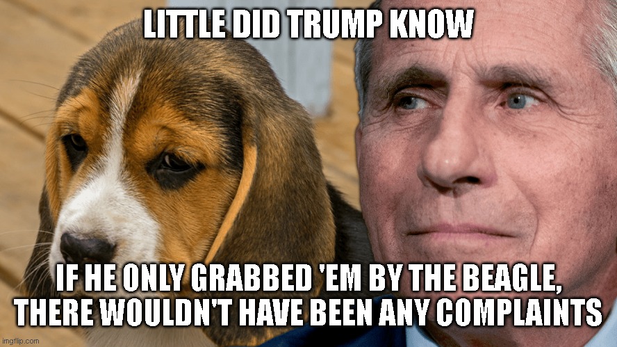 Fauci's Ouchie | LITTLE DID TRUMP KNOW; IF HE ONLY GRABBED 'EM BY THE BEAGLE, THERE WOULDN'T HAVE BEEN ANY COMPLAINTS | image tagged in fauci's ouchie | made w/ Imgflip meme maker