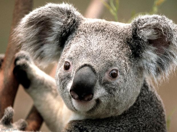 koala  | image tagged in koala | made w/ Imgflip meme maker