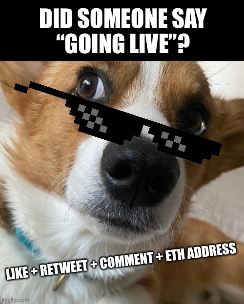 Going Live | DID SOMEONE SAY
“GOING LIVE”? LIKE + RETWEET + COMMENT + ETH ADDRESS | image tagged in dogs | made w/ Imgflip meme maker