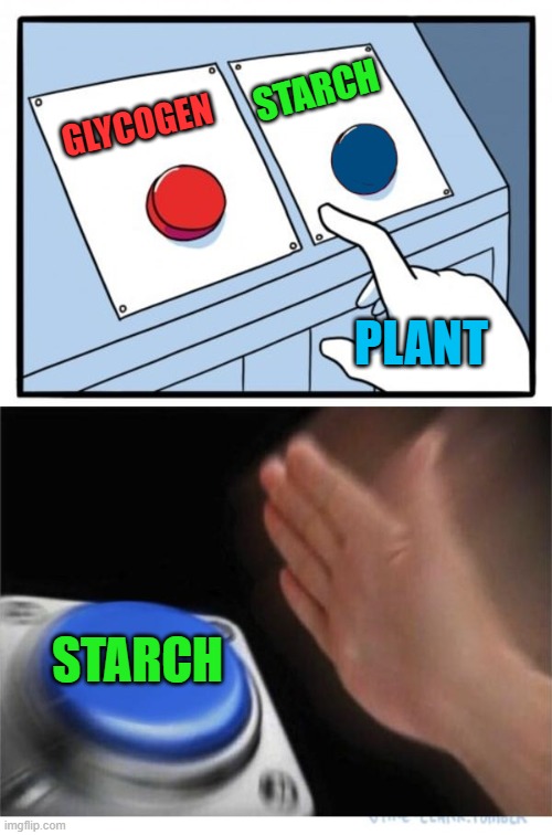 two buttons 1 blue |  STARCH; GLYCOGEN; PLANT; STARCH | image tagged in two buttons 1 blue | made w/ Imgflip meme maker