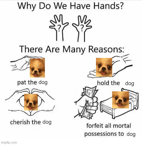 This outstanding modern meme requires an illegal move beyond science to understand it. | dog; dog; dog; dog | image tagged in why do we have hands all blank | made w/ Imgflip meme maker