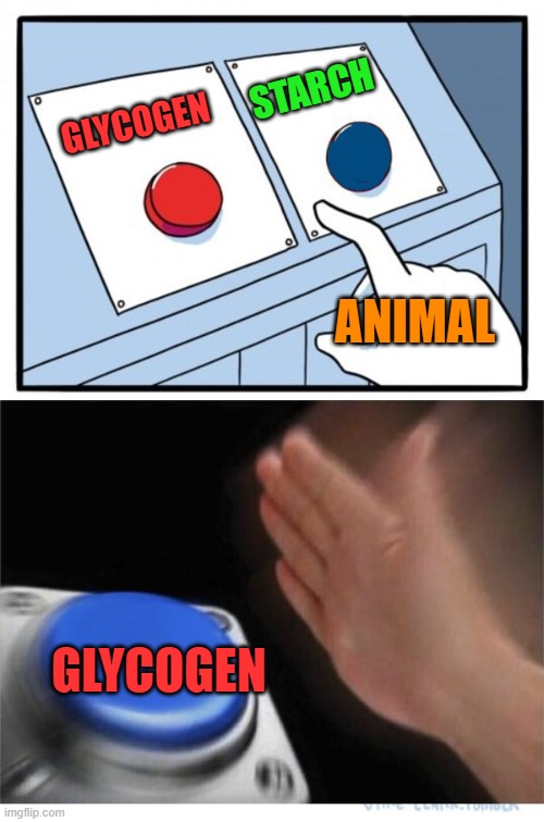 two buttons 1 blue | STARCH; GLYCOGEN; ANIMAL; GLYCOGEN | image tagged in two buttons 1 blue | made w/ Imgflip meme maker
