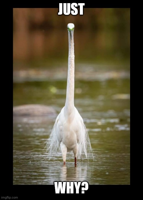 Why the long neck? |  JUST; WHY? | image tagged in birds,imgflip,funny memes,animals,funny animals,nature | made w/ Imgflip meme maker