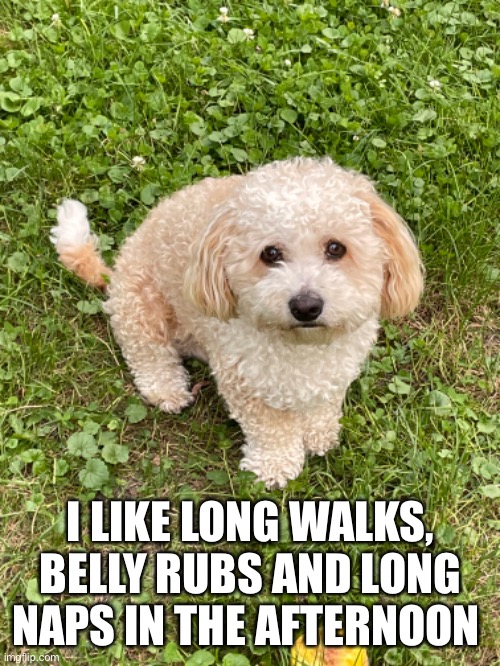 I LIKE LONG WALKS, BELLY RUBS AND LONG NAPS IN THE AFTERNOON | made w/ Imgflip meme maker