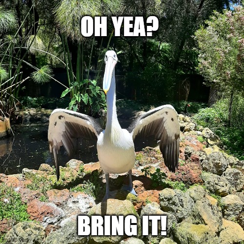 Come at me bro | OH YEA? BRING IT! | image tagged in birds | made w/ Imgflip meme maker