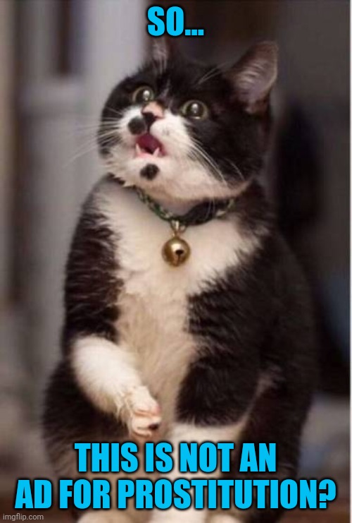 What the hell cat | SO... THIS IS NOT AN AD FOR PROSTITUTION? | image tagged in what the hell cat | made w/ Imgflip meme maker