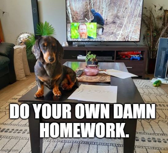 dachshund | DO YOUR OWN DAMN 
HOMEWORK. | image tagged in dachshund,dog,homework,dog ate homework | made w/ Imgflip meme maker